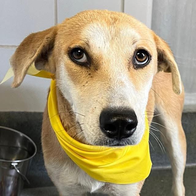 🆘 GORGEOUS DOG MIMI 🌸 A757426 FACING DEATH TOMORROW IN TEXAS‼️