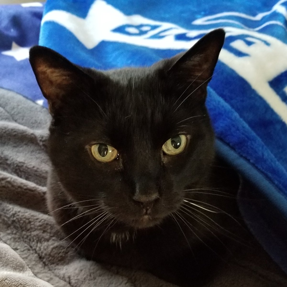 Heartbreak and Joy: Beloved Toby the Cat Crosses the Rainbow Bridge