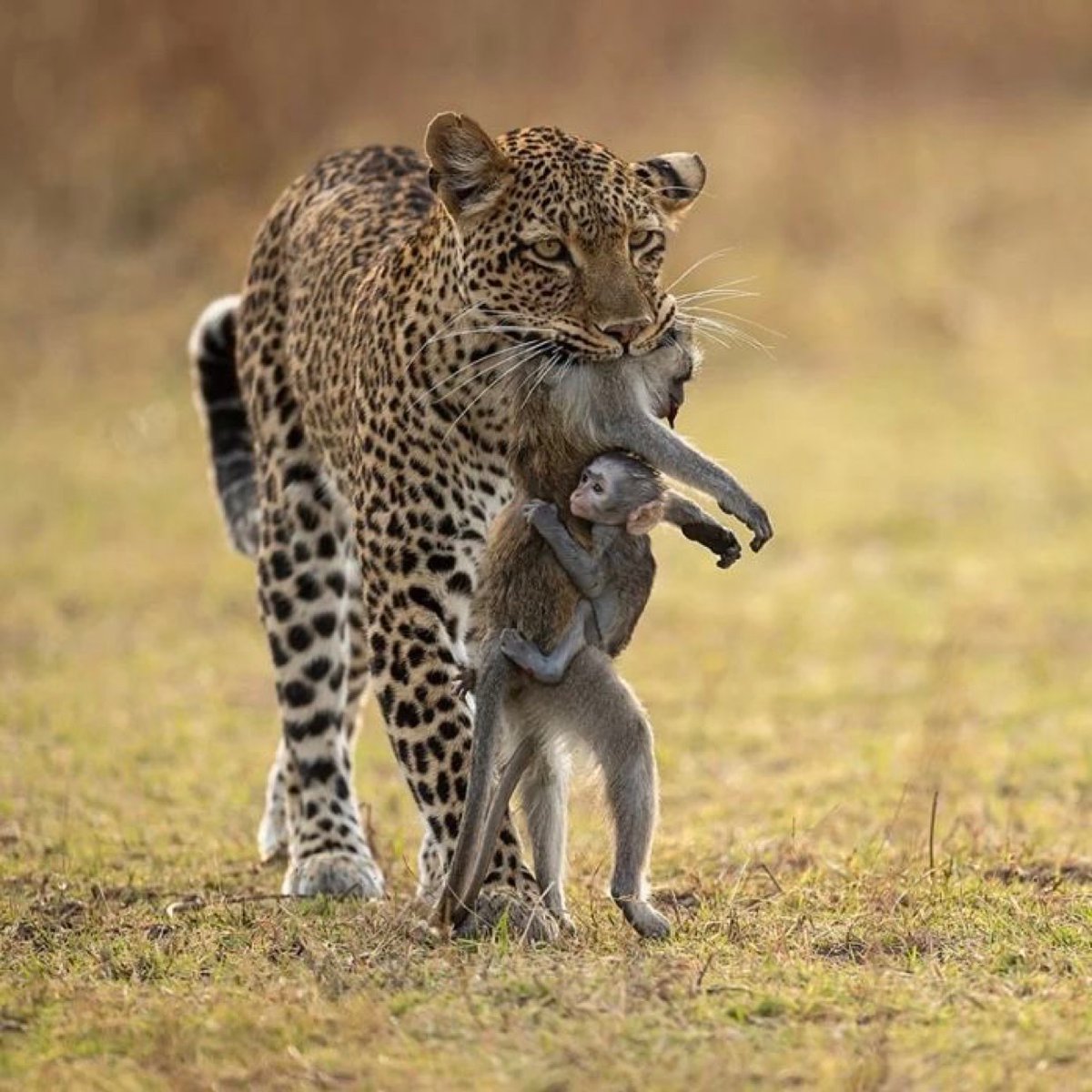 Heartwarming Animal Moments Spark Outrage: Love or Exploitation?