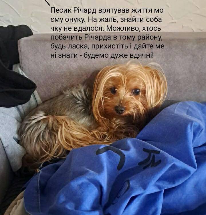 Hero Dog Defies Bombardment: Saves Owner in Kyiv High-Rise Attack!
