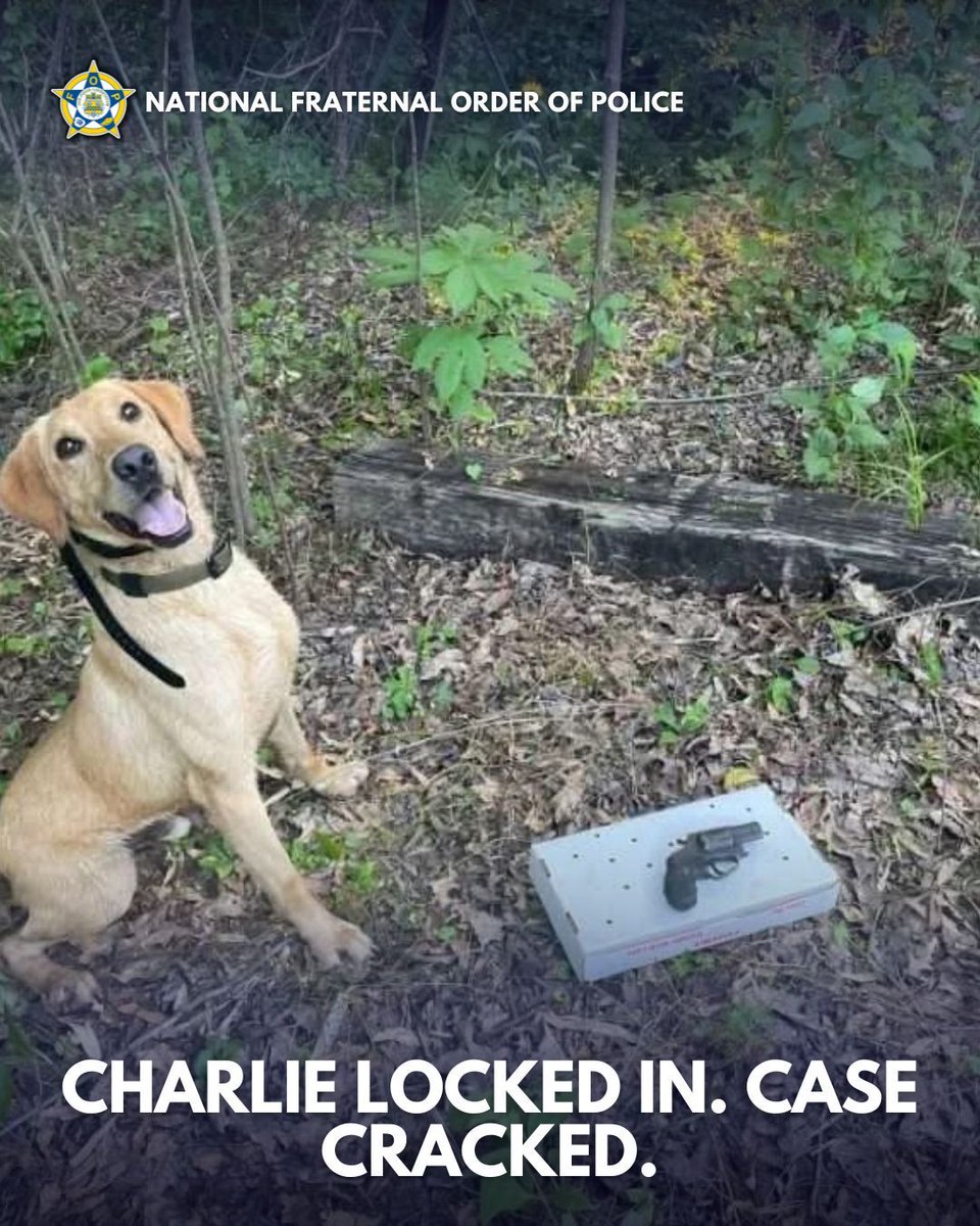 Heroic K9 Officer Finds Gun in Double Homicide Case—Shocking Twist!