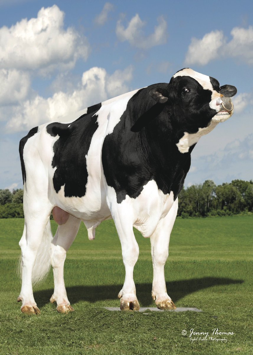 Holstein Legend King DOC Dies: 673K Doses Sold, Legacy in Jeopardy!