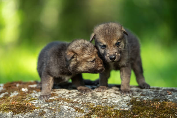 Idaho's Shocking Wolf Cull: 6,071 Killed, Including Pups!