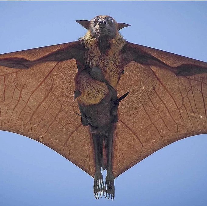 Indian Flying Fox Pup Sparks Outrage: Wildlife or Threat?