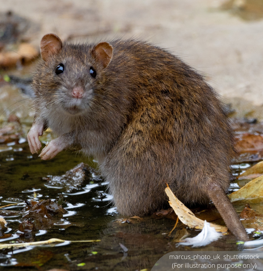 Kota Kinabalu's Shocking RM2 Bounty on Rats Sparks Outrage!