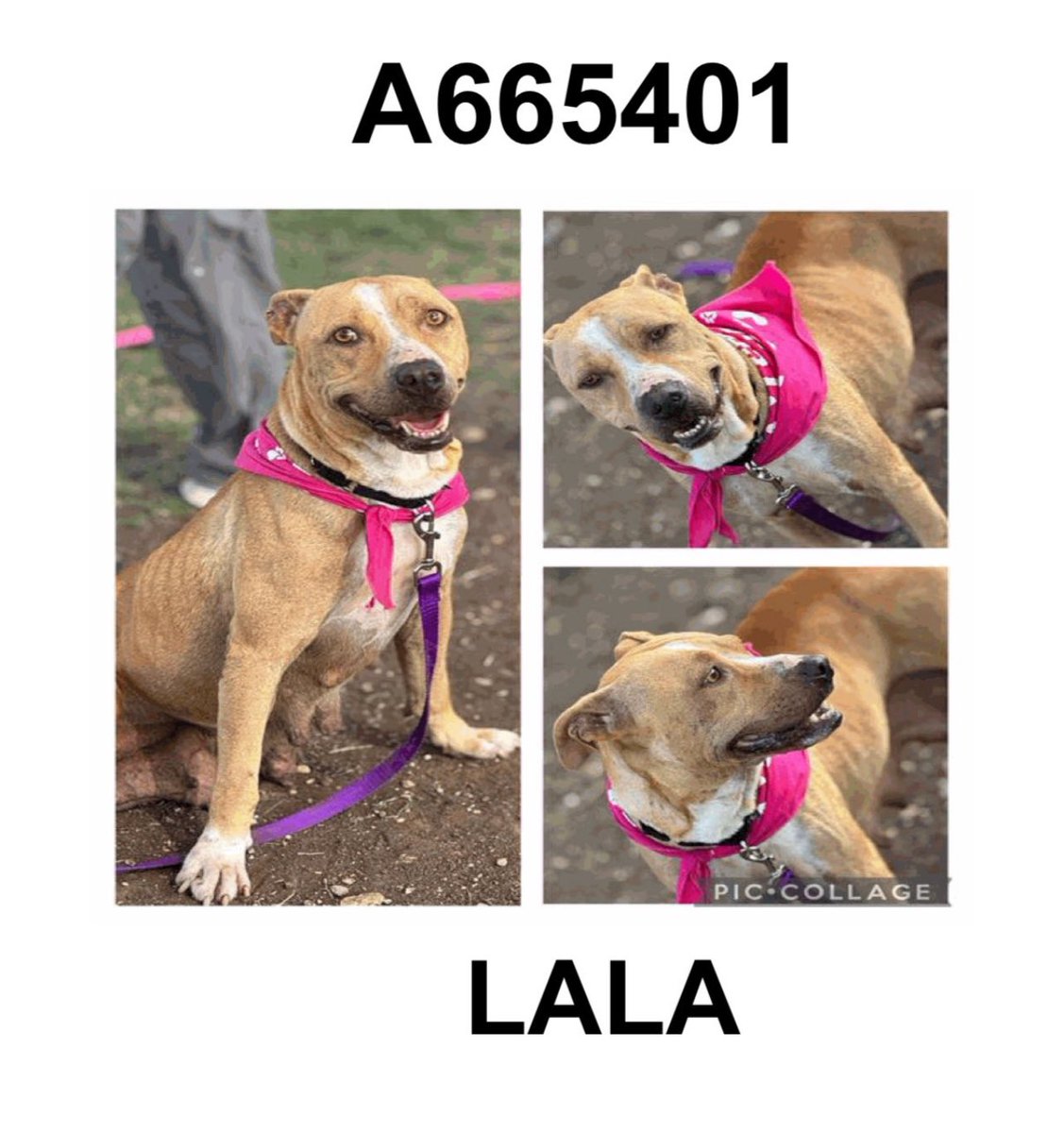 Lala🌺 Fights for Life: Urgent Plea to Save Mama Dog from Kill!