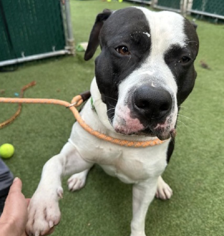 Loyal Dog's Shocking Murder at $34M NYC Shelter Sparks Outrage!