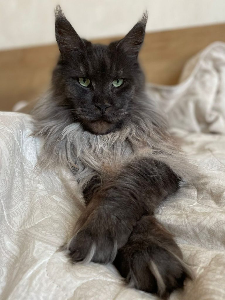 Maine Coon Cats: Are Female Felines the Real Rulers of Homes?