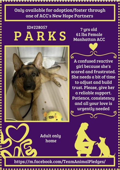 NYCACC's Brutal Killings: How Many More Lives Must Be Lost?