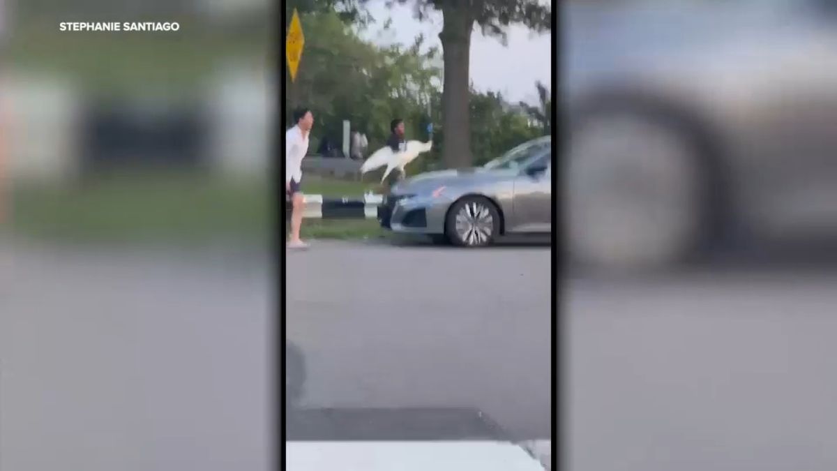 Neighbors Unmask Suspected Swan Thieves in Shocking Howard Beach Heist!