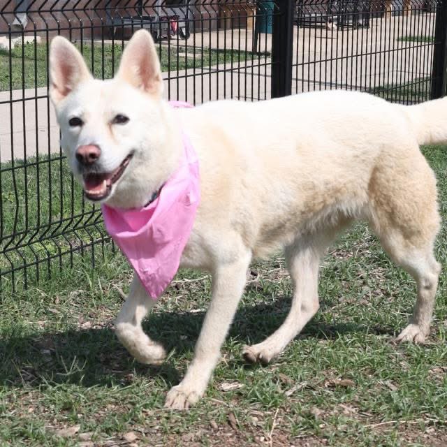 🆘 OLDER SHEPHERD DOG LUNA 🌙A584885 FACES DEATH TOMORROW! 😱✨