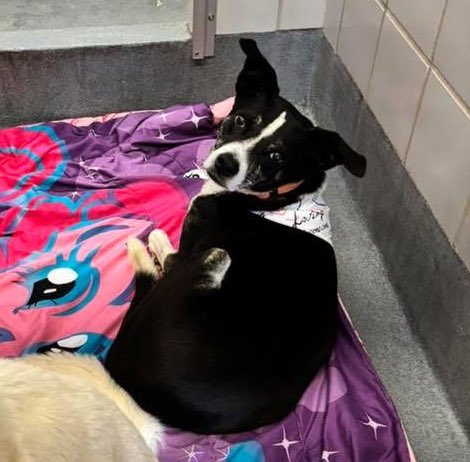 🆘 OUTRAGE: 7.9yo AMSTAFF ZEEK FACING EUTHANASIA TOMORROW‼️