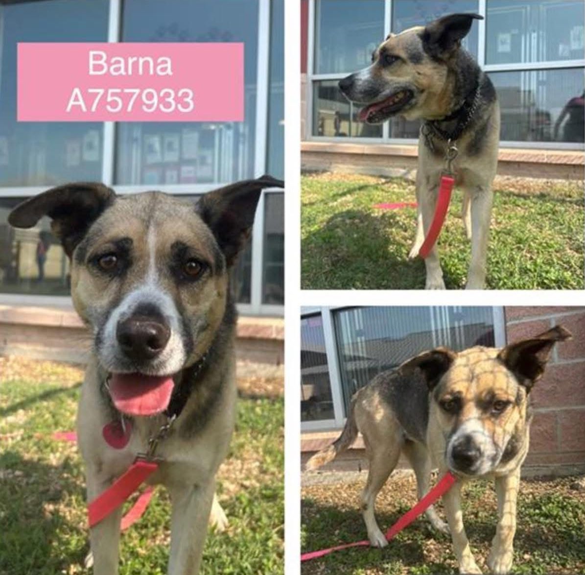 OUTRAGE: 9-Year-Old Shepherd Barna Faces Death Today in Texas!