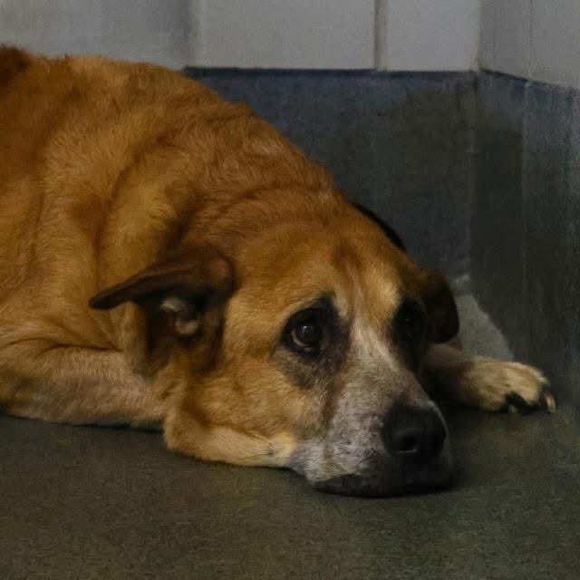 🆘 OUTRAGE! OLDER SHEPHERD DOG BANDIT FACES DEATH TOMORROW‼️