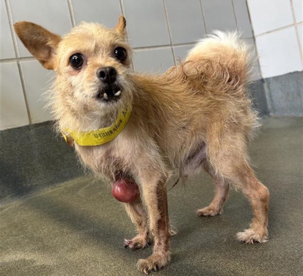 🆘 OUTRAGE: Yorkshire Terrier Faces Death Tomorrow in San Antonio! 🚨