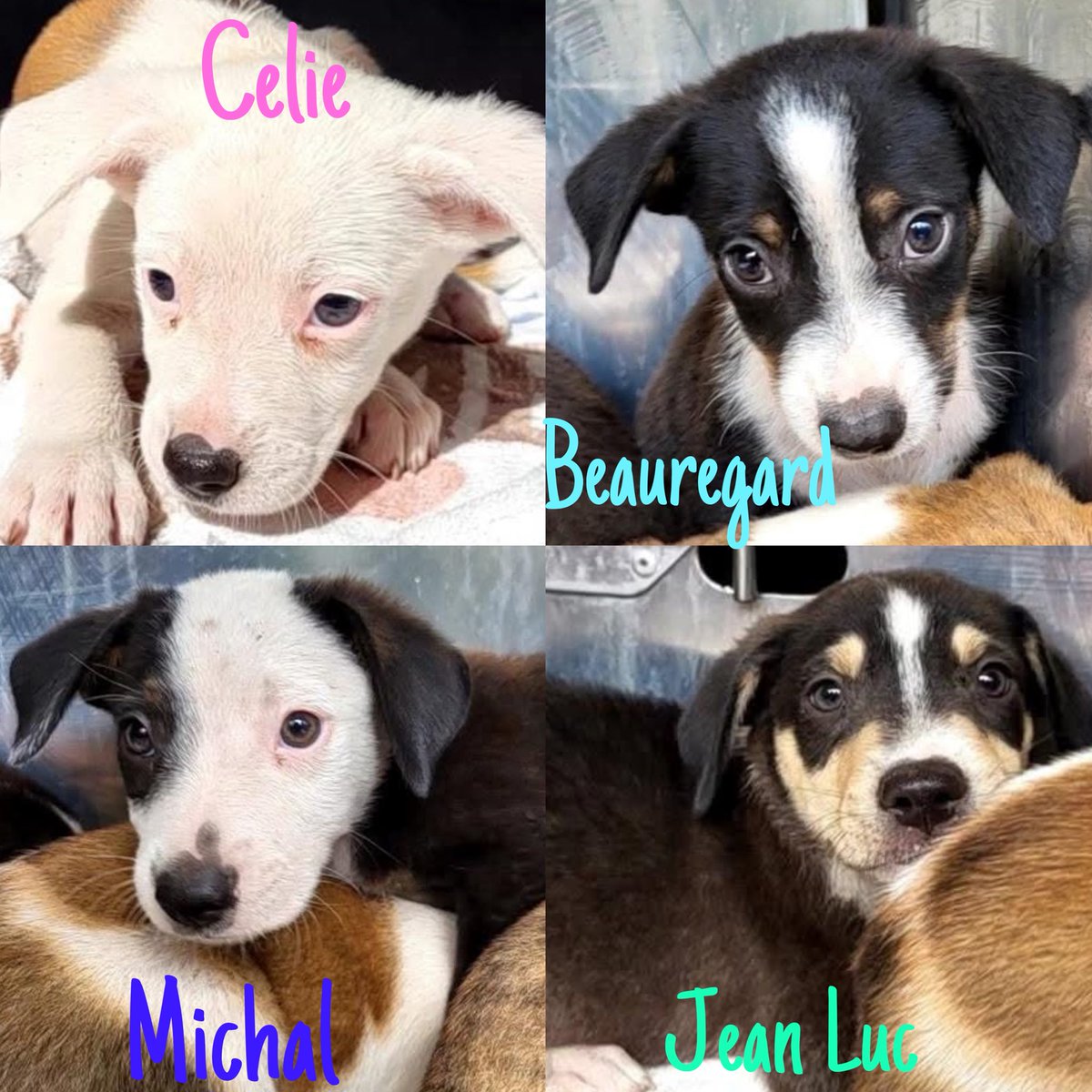 Outrage! Four Adorable Puppies Scheduled for Euthanasia Tomorrow!