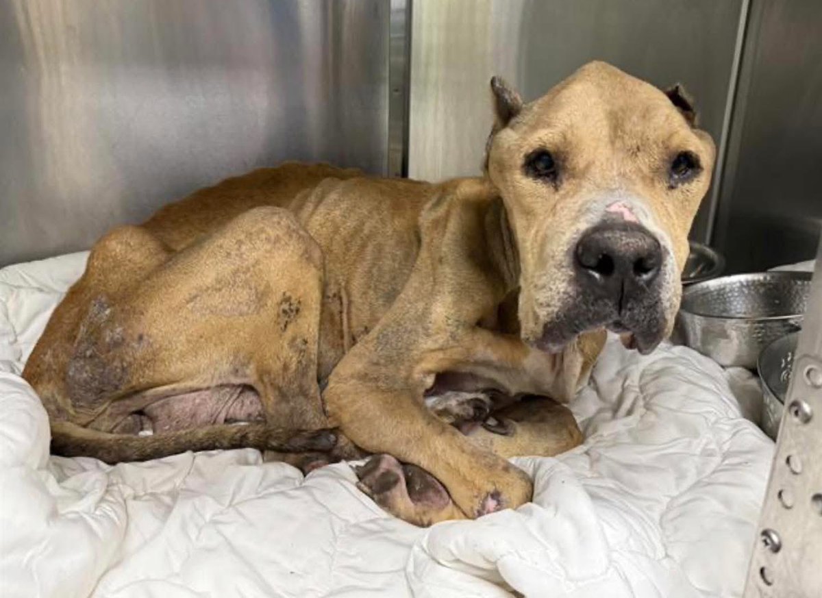 Outrage: Malnourished Mastiff Berry Faces Euthanasia Tomorrow!