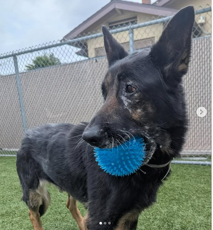 Outrage as 12-Year-Old Dog ELIJA Faces Euthanasia in Downey!