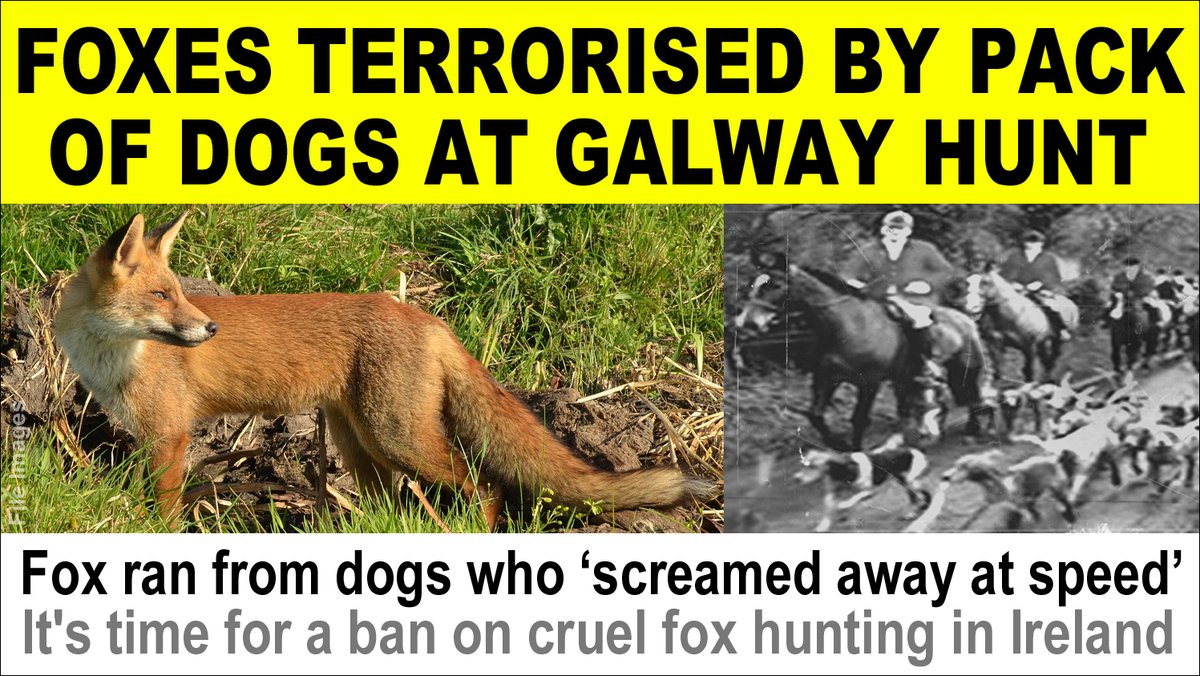 "Outrage as Foxes Flee for Lives in Galway Hunt: Time to Ban Fox Hunting!" Ireland AnimalCruelty BanFoxHunting
