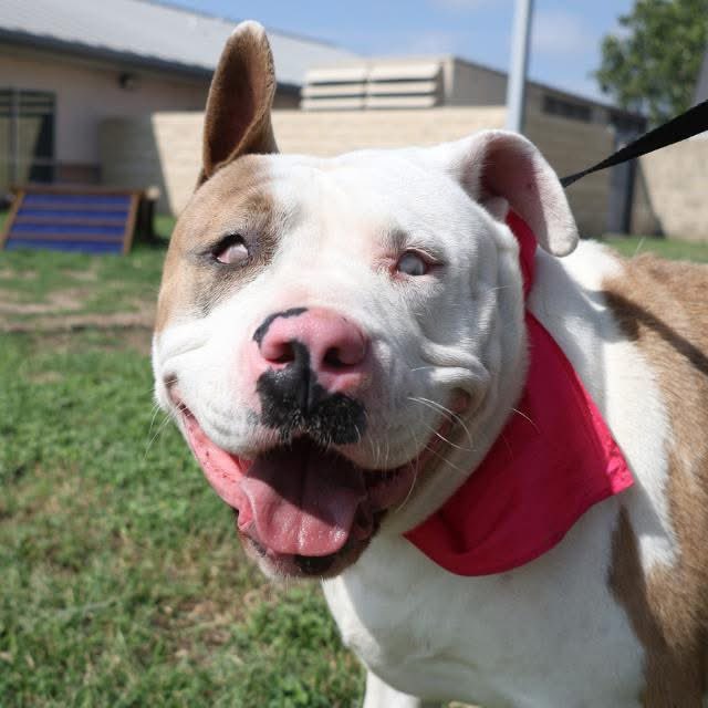 🆘 Outrage as Visually Impaired Dog Miffy Faces Death Tomorrow! 💔