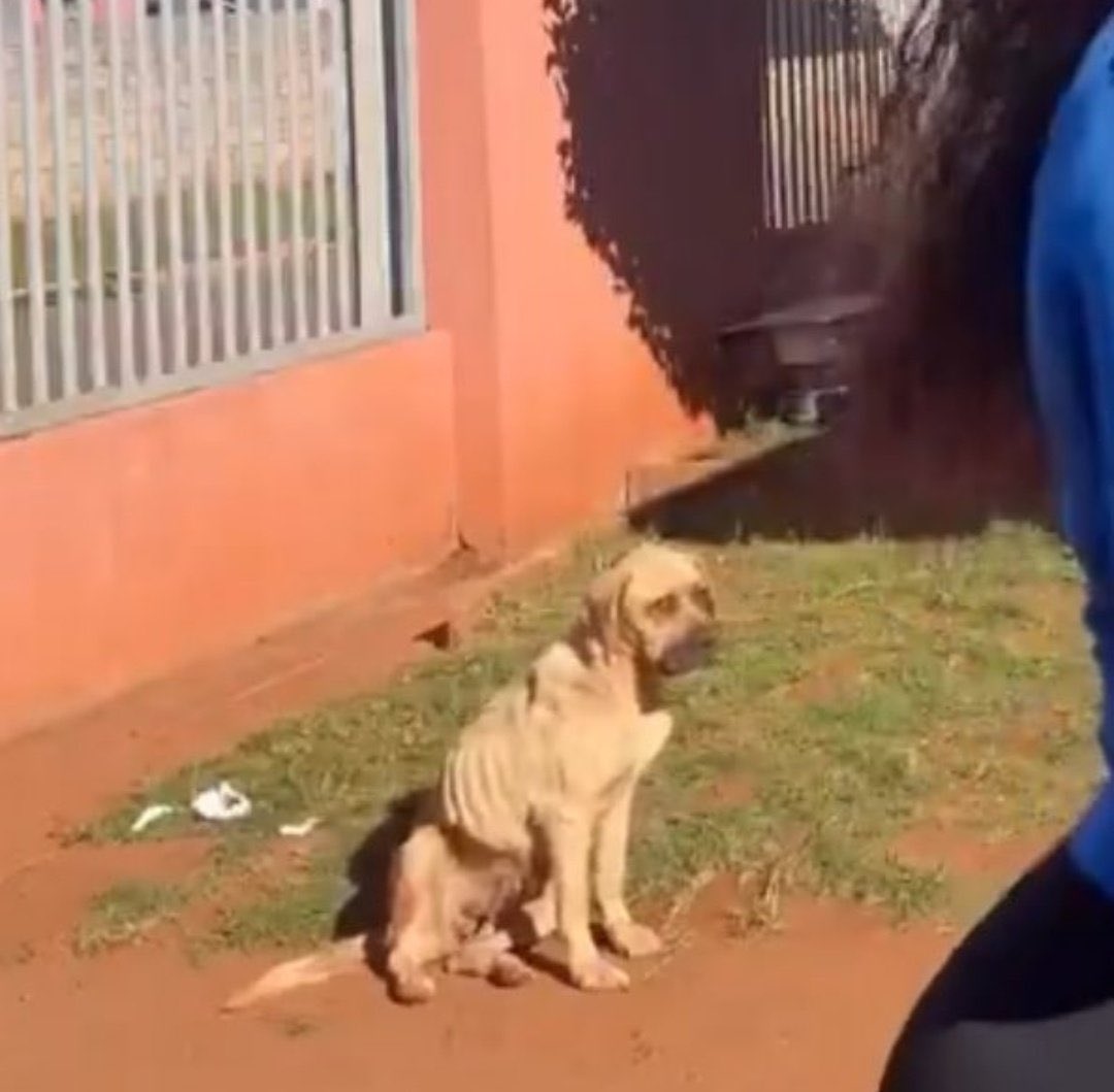Outrage as Woman Dances on TikTok with Malnourished Dog Nearby!