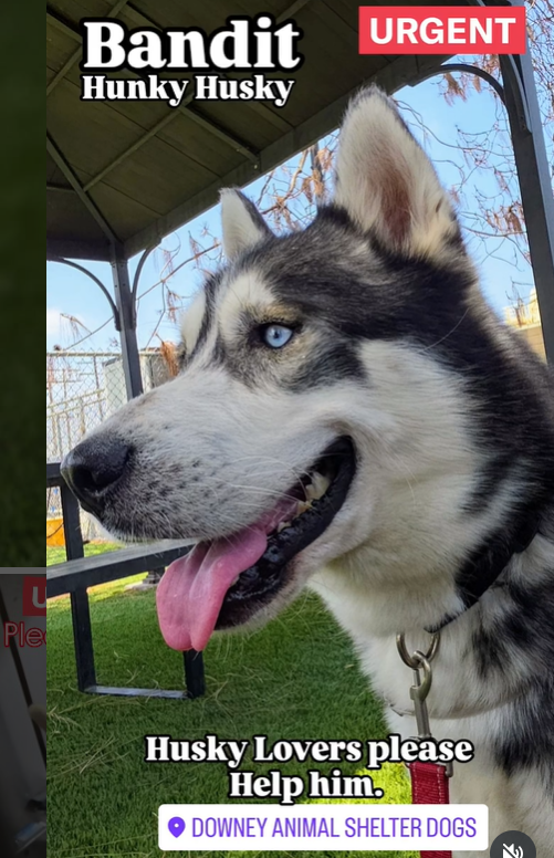 Outrage in Downey: Shelter Euthanizes 3 Huskies Amid Outcry!