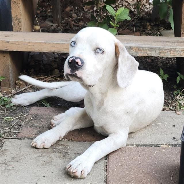 🆘 Outrage in Texas: 11-Month-Old Puppy Faces Euthanasia Today! 🚨