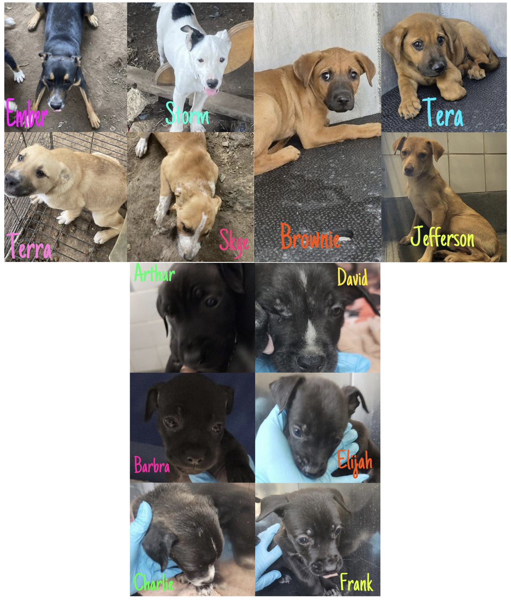 🆘 Outrage in Texas: 13 Puppies Face Death Today! Act Now! 🐾