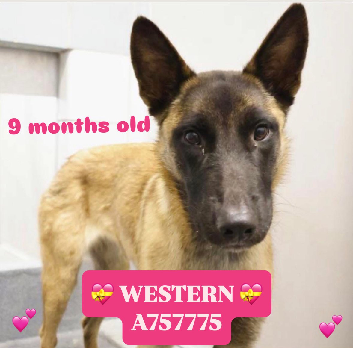 🚨 Outrage in Texas: 9-Month-Old Belgian Malinois to be Euthanized!