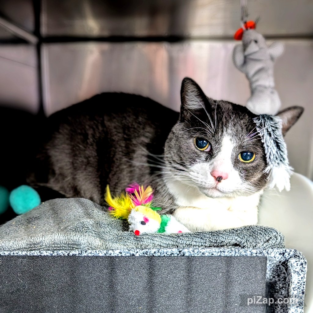 Owner's Shocking Decision: Surrendering Cat Magnus Amid Controversy!