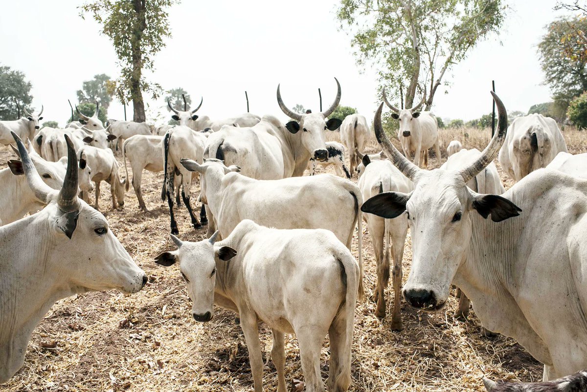 Oyo State's Anti-Open Grazing Law Sparks Outrage Amid Arrests