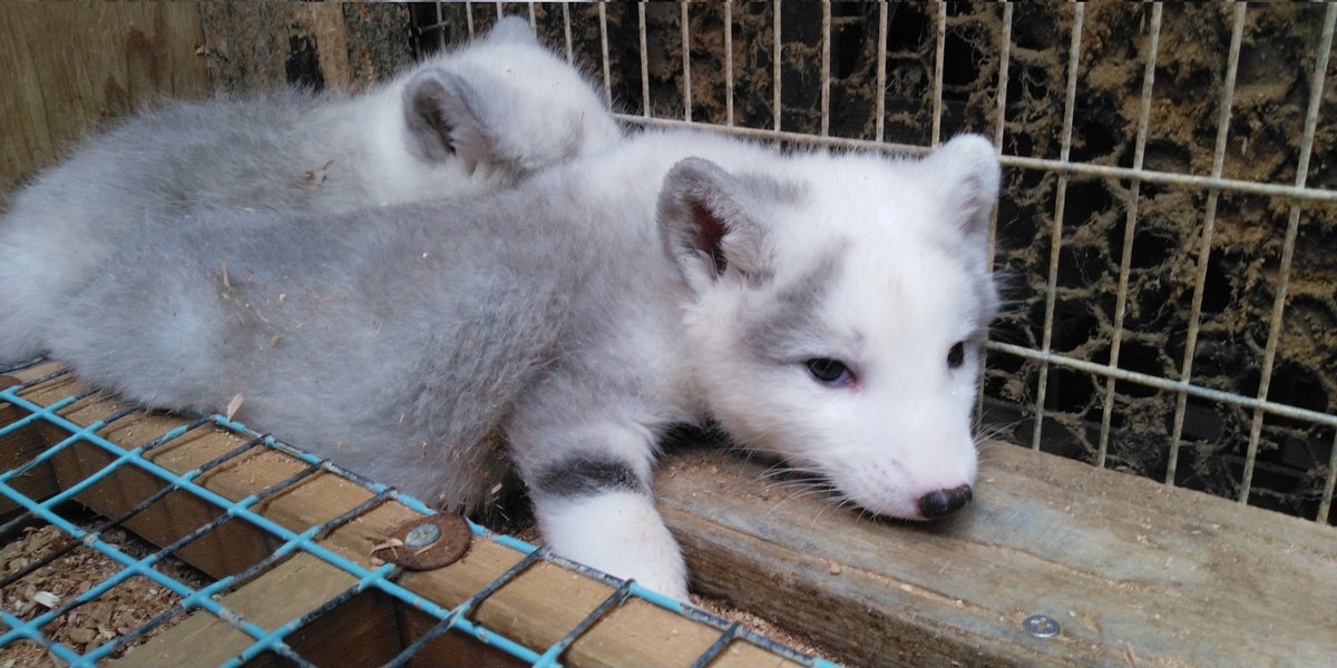 Platinum Fox vs. Arctic Fox: Are We Playing God with Nature?
