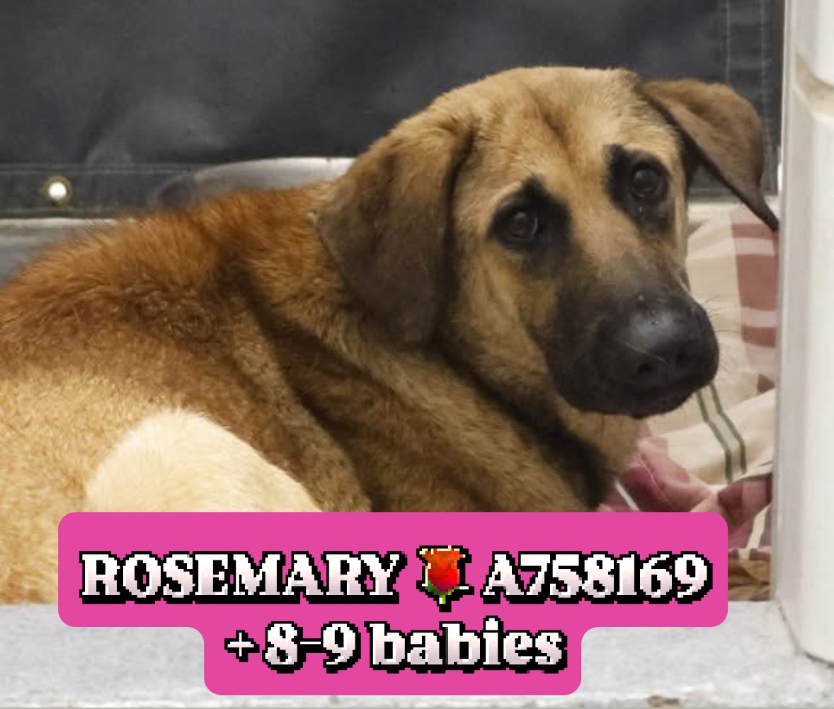 🆘 SHEPHERD DOG MOM ROSEMARY & PUPS FACING DEATH TOMORROW! 🚨