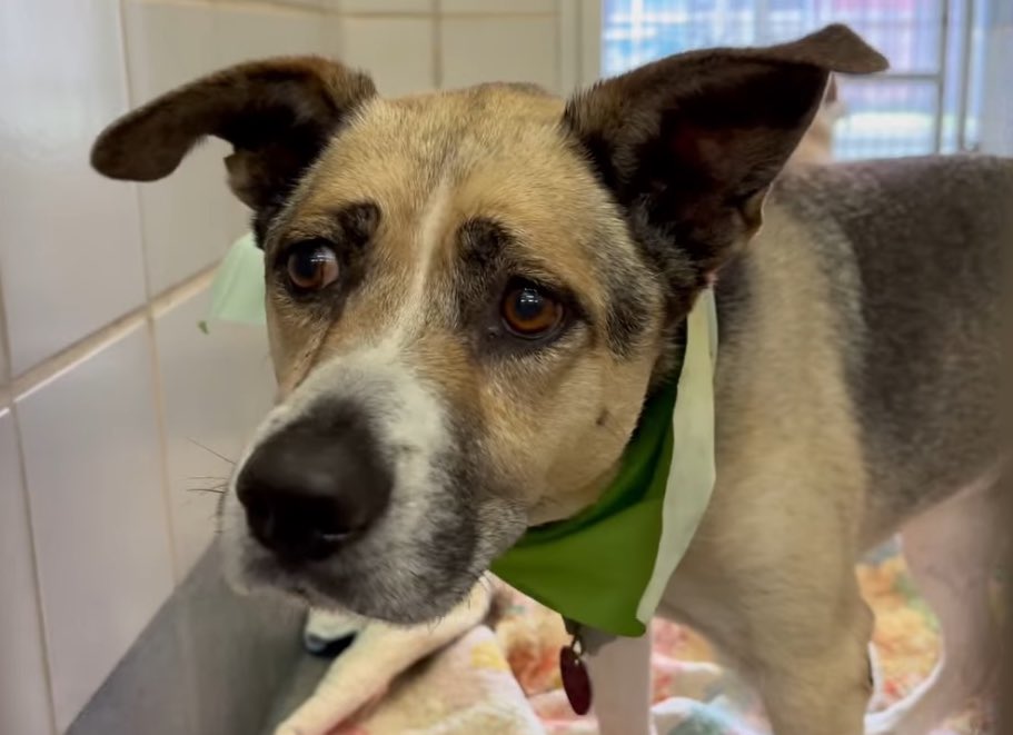 SHOCKING: Beloved Shepherd Barna Faces Execution Today in Texas!