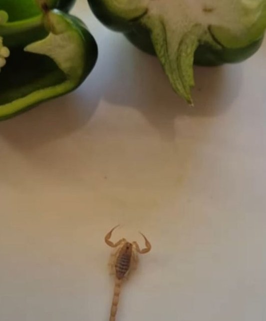 SHOCKING Discovery: Woman Finds LIVE Scorpion in Capsicum!