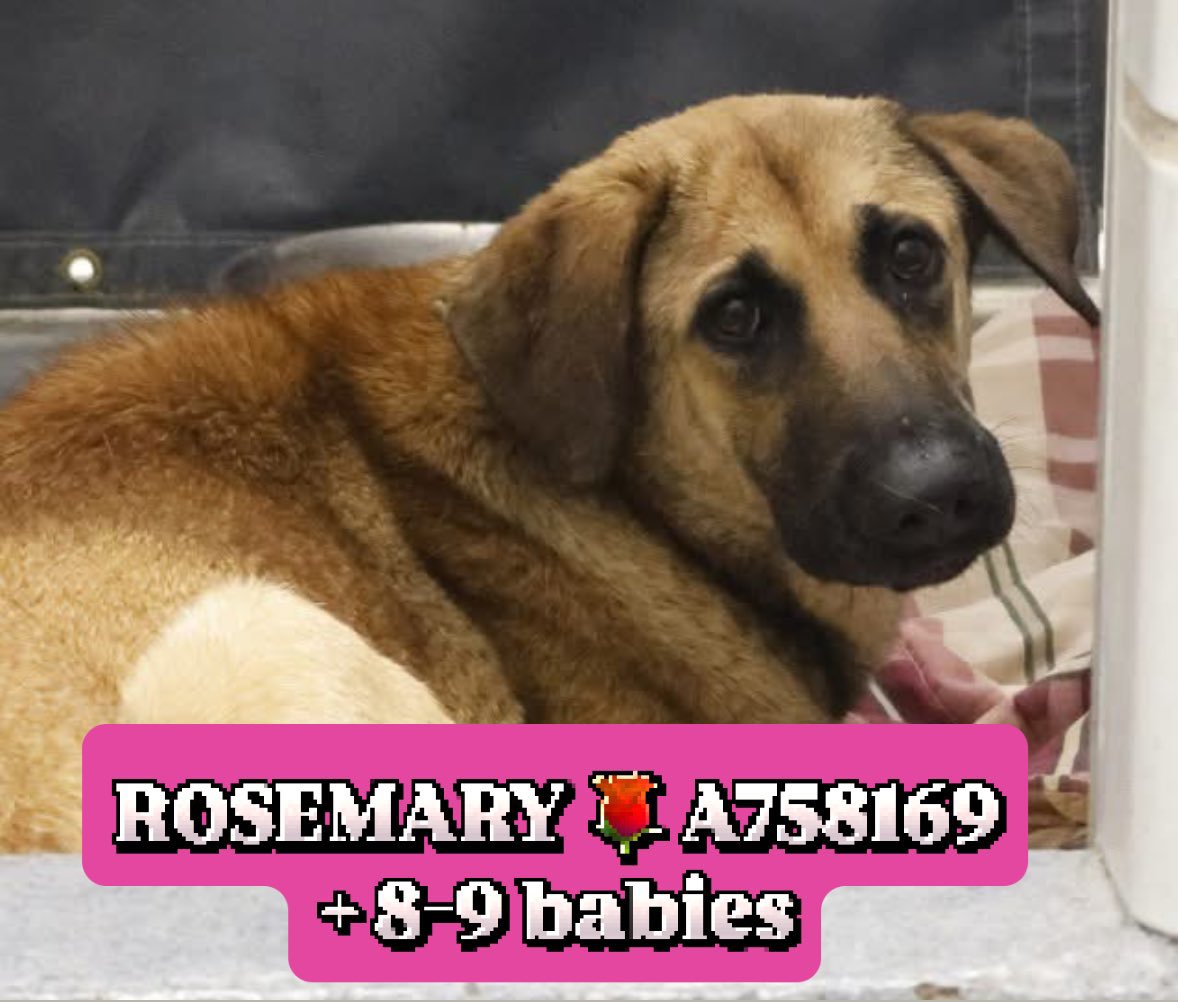 🆘 SHOCKING: Shepherd Mom & Her Nursing Pups Face Death Today! 🚨