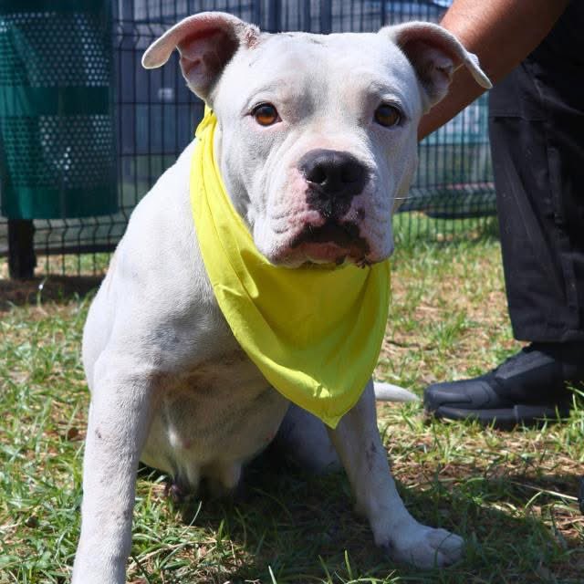 SWEETEST AMSTAFF DOG FACING DEATH TOMORROW IN SAN ANTONIO!