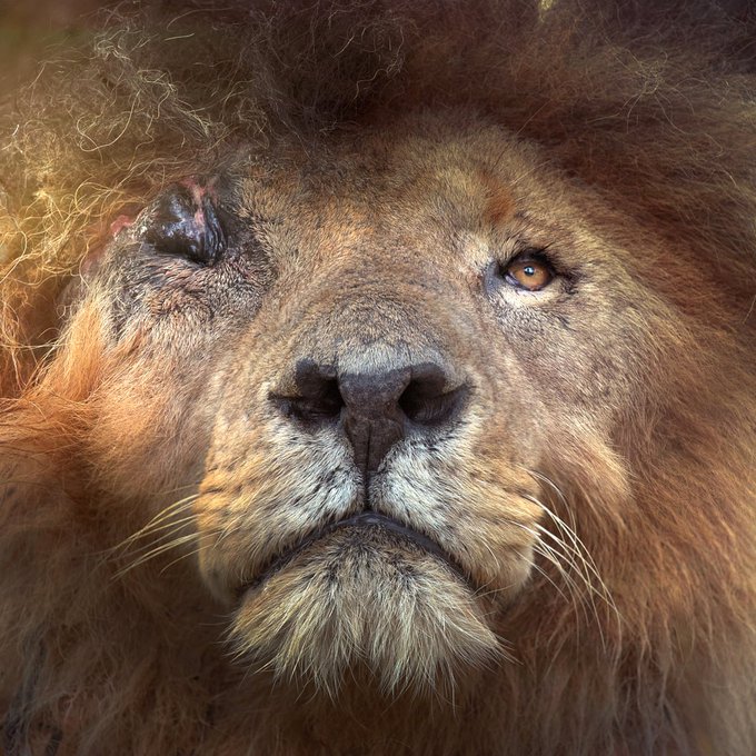 Scarface: The Lion Who Defied Nature, Slayed 400 Hyenas!