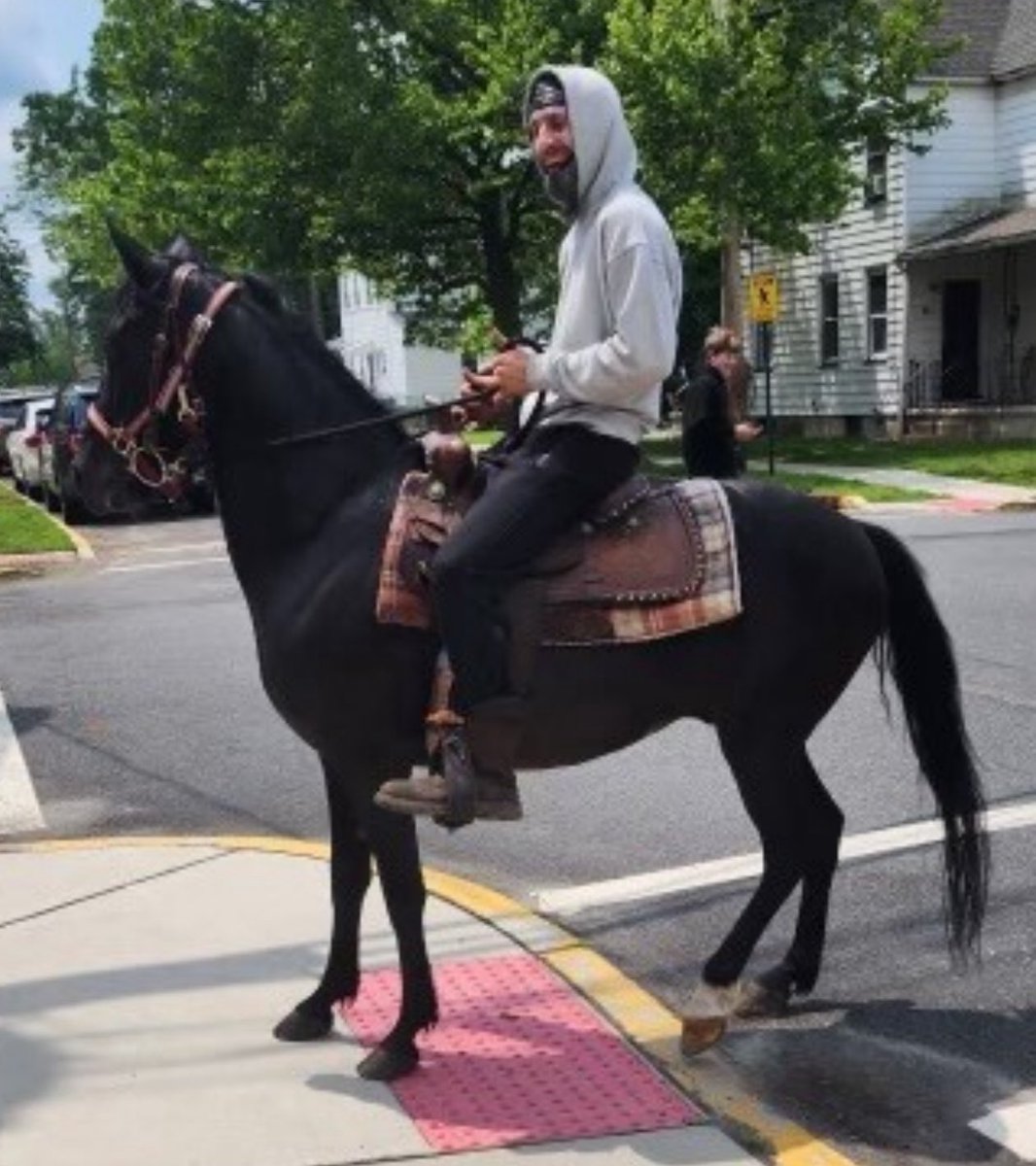 Shiny the Horse Rides to Justice: Hit-and-Run Suspect Caught!