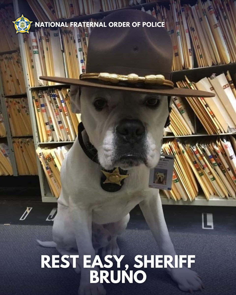 Shock and Grief: Sheriff Bruno, Beloved Police Comfort Dog, Dies