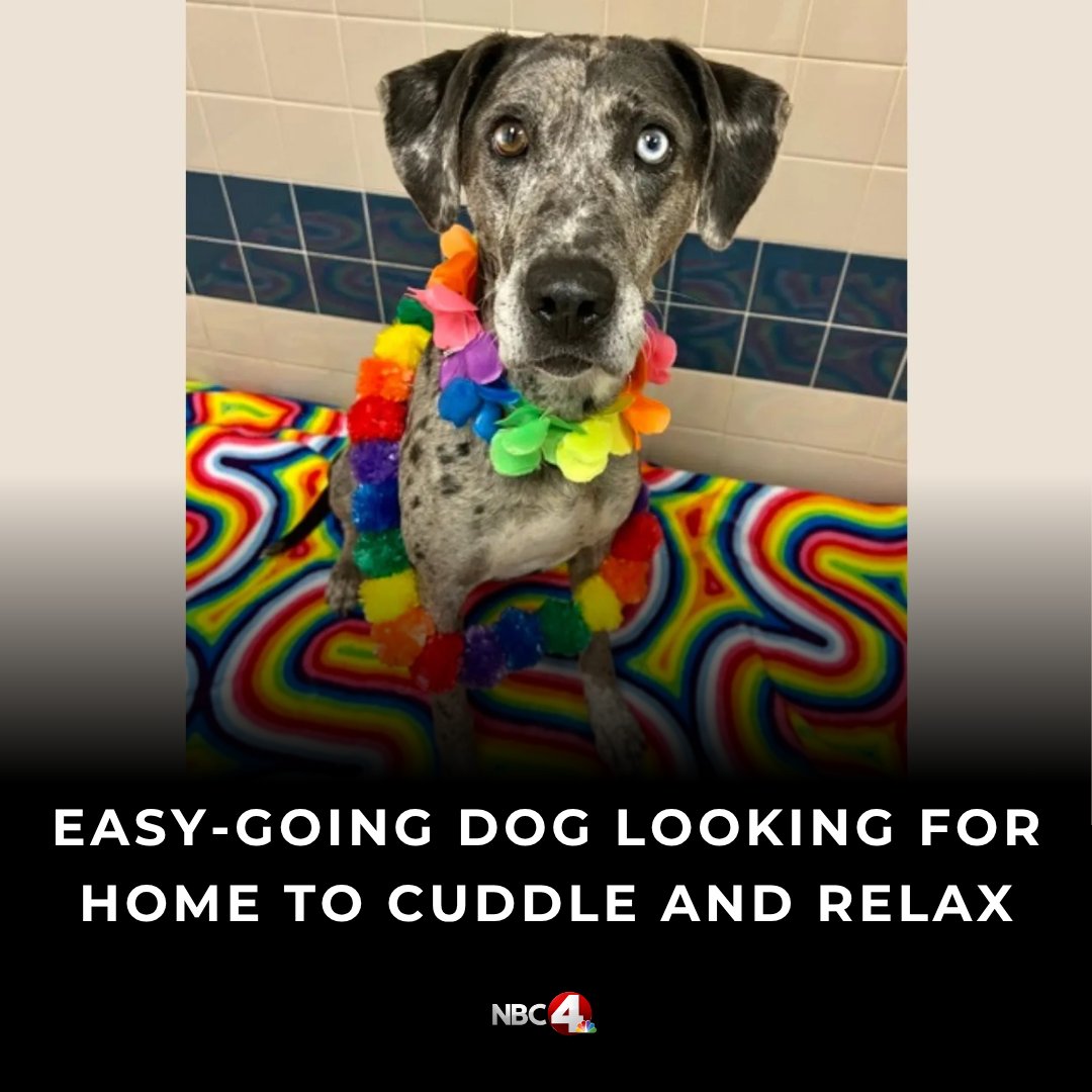 Shocking Truth: Meet Primrose, the Dog Everyone's Talking About!