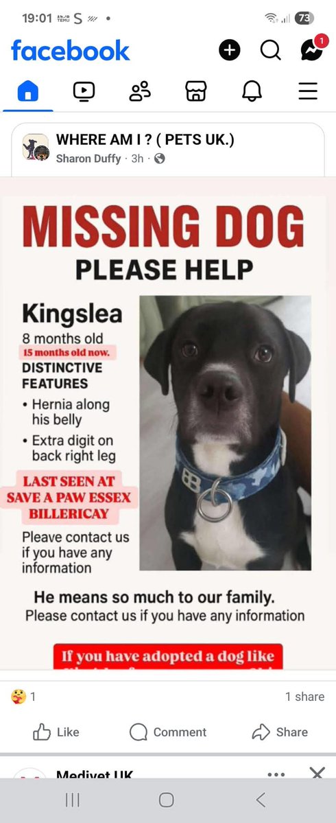Shocking Twist: Missing Dog Kingslea Found Safe Under New Name!