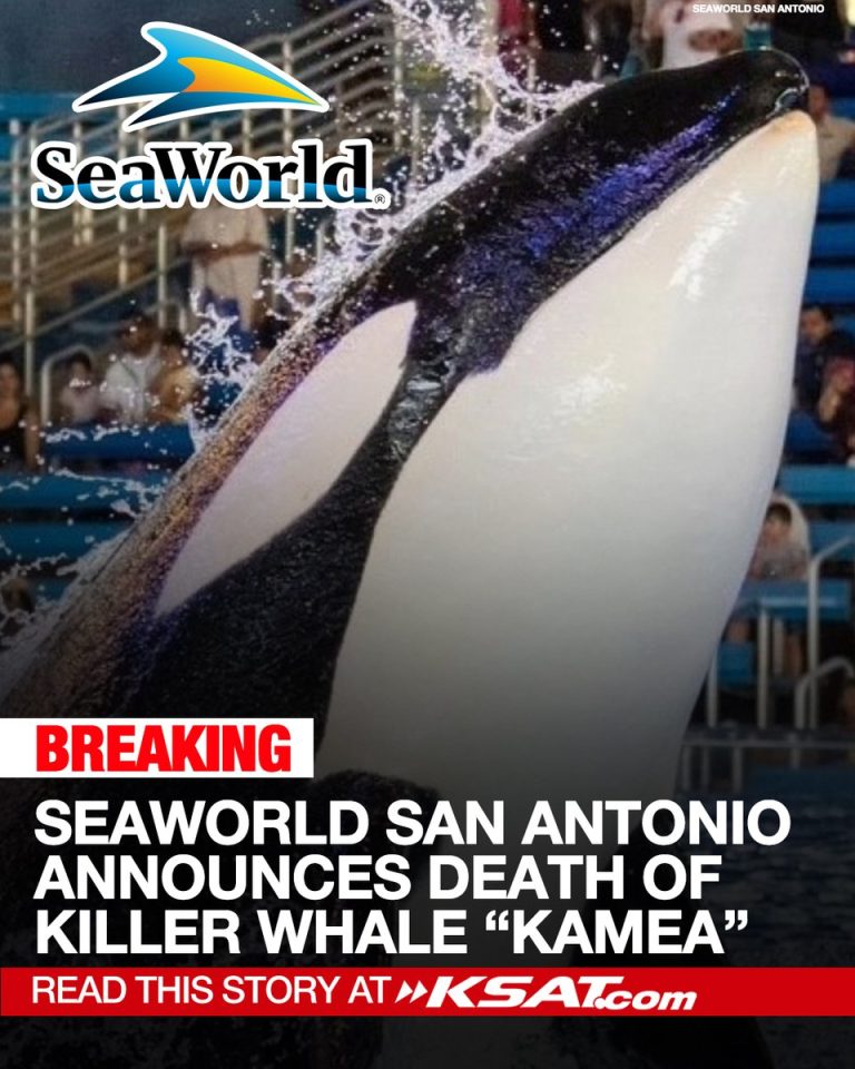 Shockwaves as SeaWorld San Antonio Loses Youngest Orca, Kamea