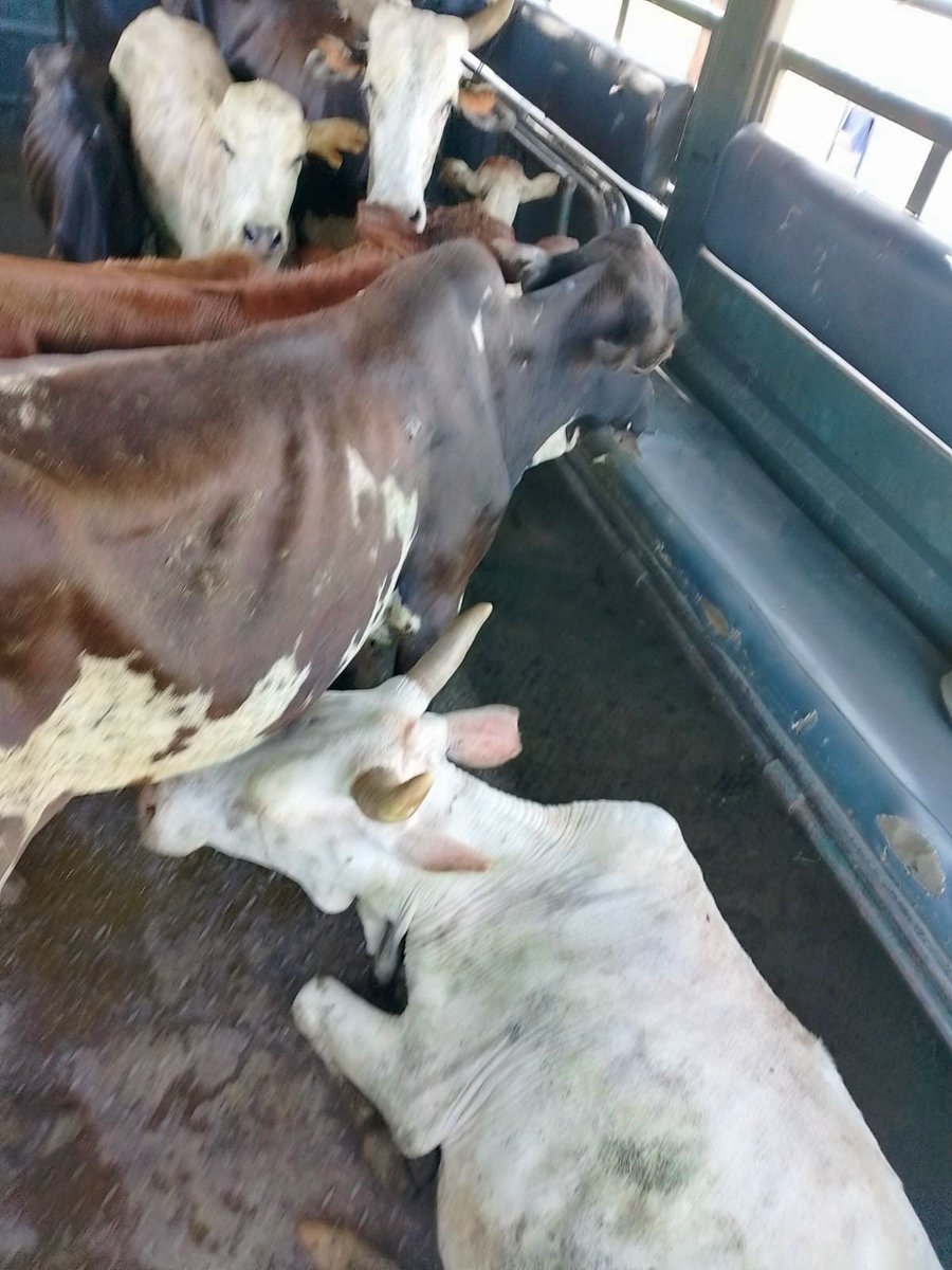 Stolen Cows Recovered: Controversy Erupts Over Police Tactics!