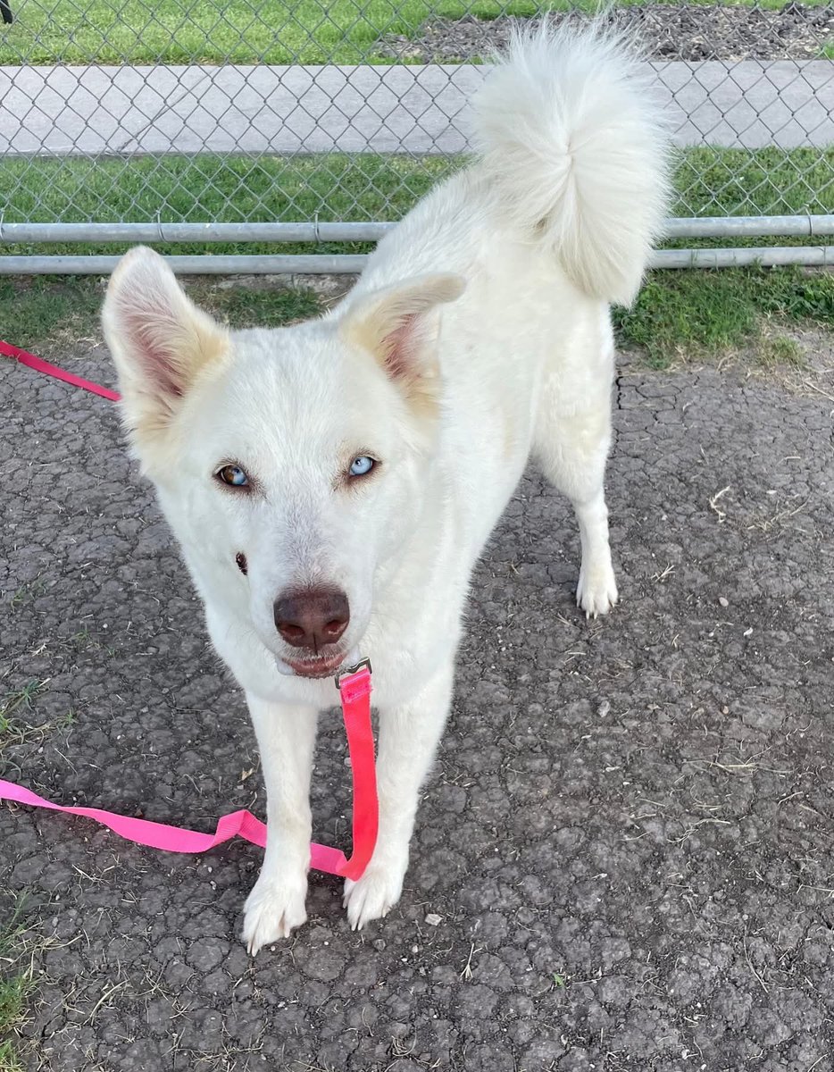 TEXAS: 5yo KIKO's LIFE HANGS IN BALANCE - ADOPT OR ELSE!