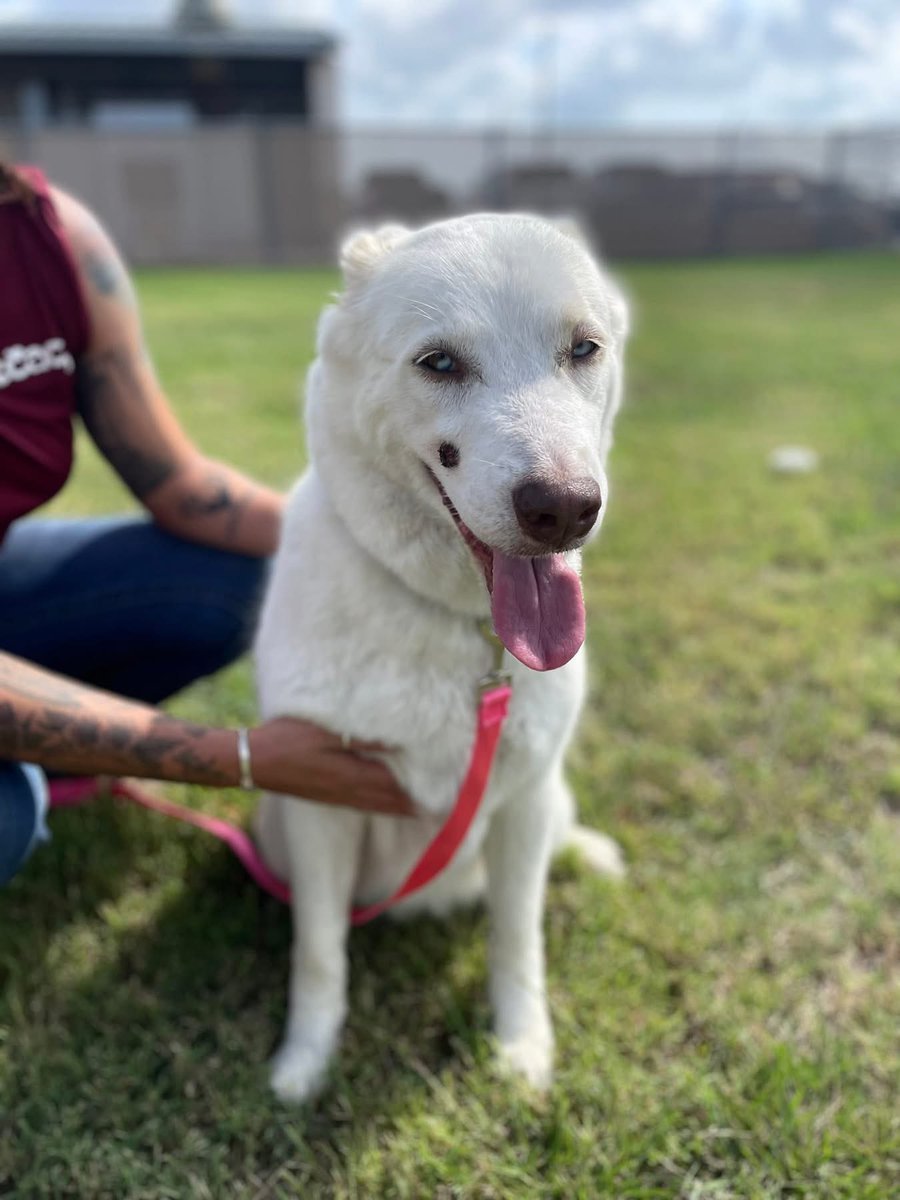 TEXAS EMERGENCY: 5yo KIKO's Life Hangs by a Thread! 😭  
Gorgeous, Gentle Pup Needs Urgent Foster or Rescue NOW!