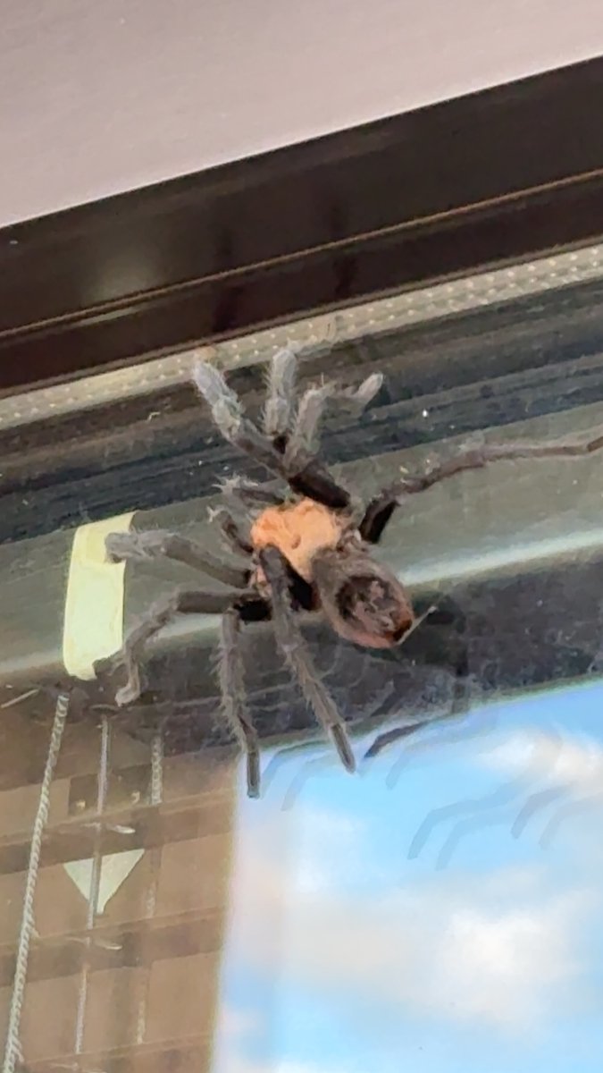 Texas Brown Tarantula Invades Office: Should We Be Worried?