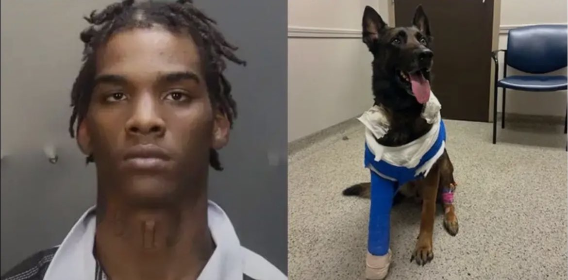 Texas Teen Charged After Shooting Police K9 in Shocking Incident
