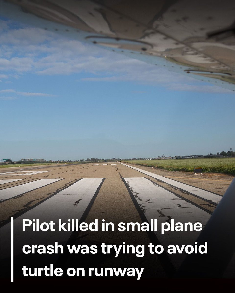 Turtle on Runway Blamed for Fatal Plane Crash in NC!