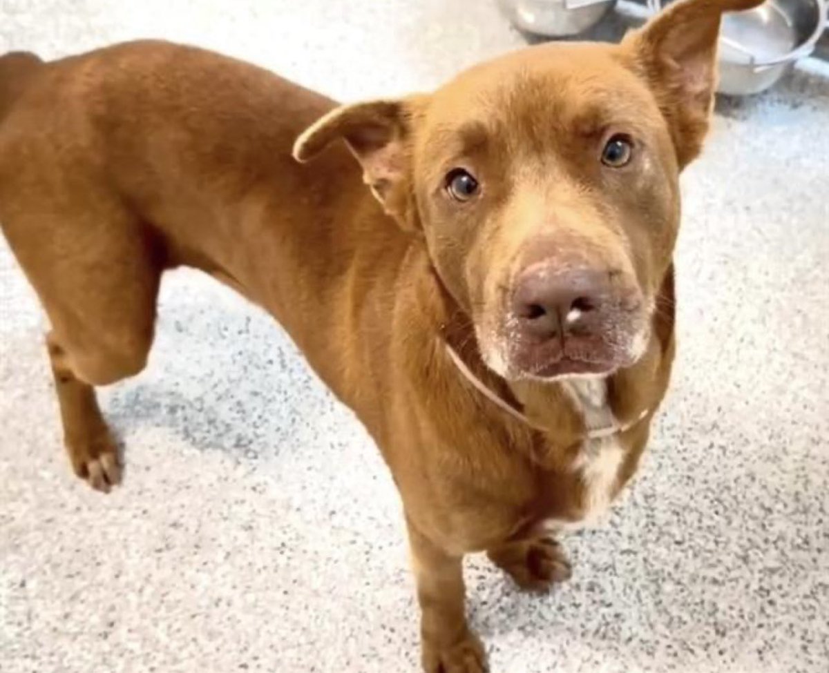 URGENT: 2-Year-Old Dog on Death Row—Act Now to Save Her!
